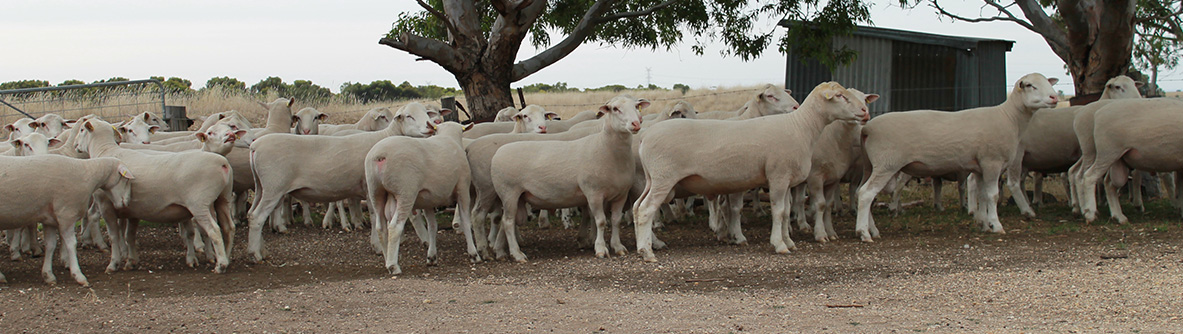 Gemini Prime Lamb Studs - White Suffolks